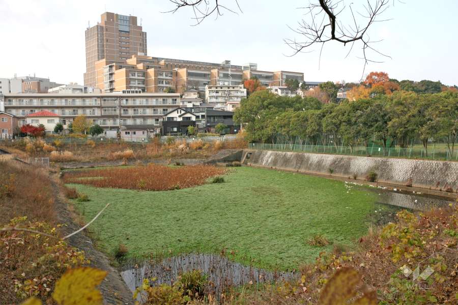 天白渓下池公園2