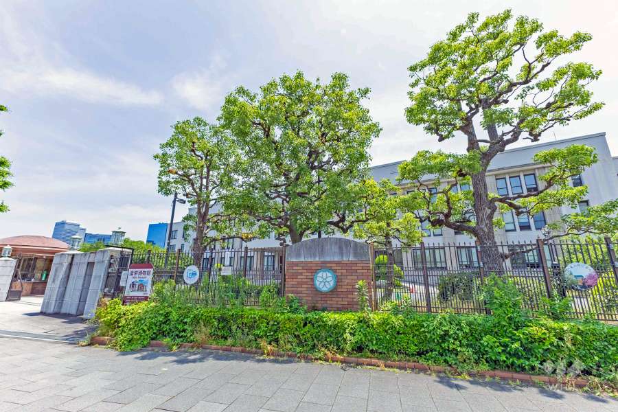 造幣局の桜の通り抜け2