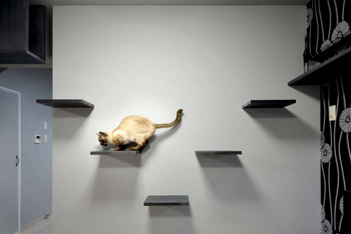 中古リフォームの事例:猫のための新たな遊び場: キャットウォークと足場の魅力