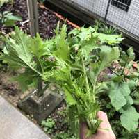 クールジャパンが大好きさん