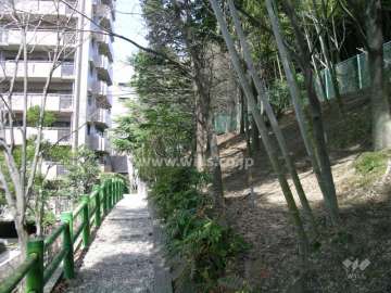 3番館横の散歩道と竹林