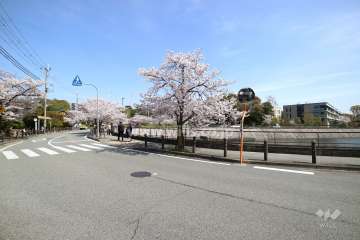 『ニテコ池』周囲の桜並木