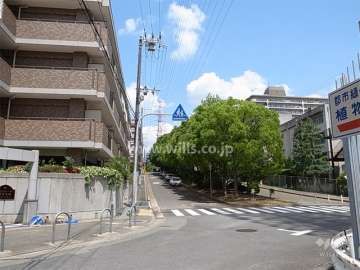 敷地南側の前面道路。街路樹のきれいな通りで、上空を高圧線が走っています。