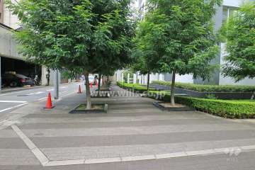 敷地北側の植栽
