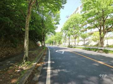 ヴィアーレ星ヶ丘の森の南側前面道路(東側から撮影)