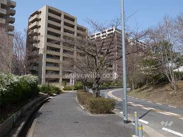 敷地東側の前面道路。街路樹のきれいな通りです。