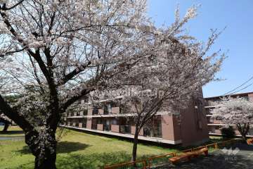 敷地内では、春には桜が楽しめます。