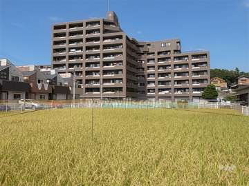 周辺には田畑も残り、のどかで、緑豊かです。