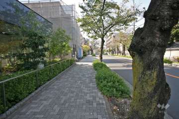 敷地北側の前面道路（汐路桜ロード）