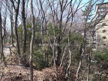 敷地のすぐ西側には千里丘稲荷神社の森が広がっています。