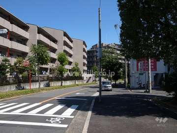 敷地南側の前面道路。歩道のある街路樹がきれいな通りです。