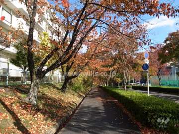 西側の通りは、街路樹がきれいで、春には新緑、秋には紅葉が楽しめます。