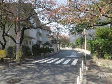 敷地北側の前面道路。春には桜が楽しめます。