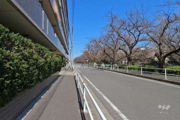 敷地南東側の前面道路（南西側から）