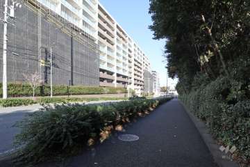 敷地南側の前面道路（西側から）
