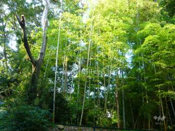 マンションの裏手に竹林があります