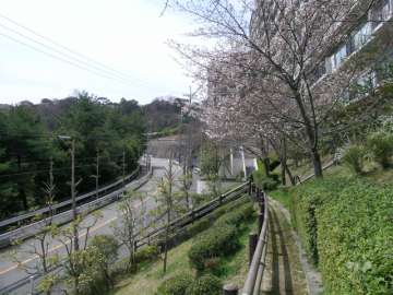 敷地南部分にある小道
