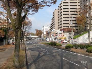敷地西側の前面道路。街路樹のきれいな通りです。