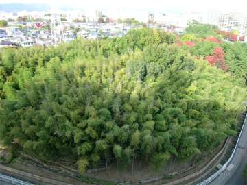 敷地の北側には竹林が広がっています。