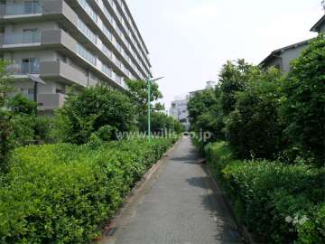 敷地の東側には緑道があります。