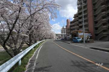敷地北側の前面道路（西側から）