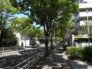 敷地南西側の前面道路。歩道があり、街路樹のきれいな通りです。