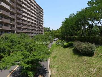 敷地南側の前面道路。街路樹や緑道があり、緑豊かです。