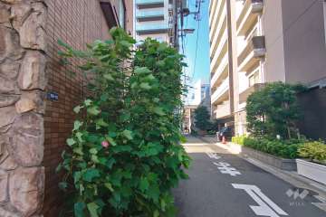 敷地北東側の前面道路（南東側から）