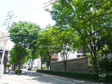 前面道路は街路樹のきれいな通りです。