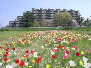 マンション全景（武庫川の河川敷から）
