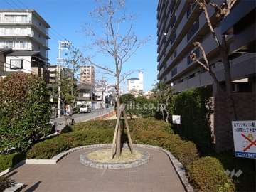 エントランス前のシンボルツリー