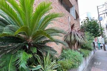 敷地内の各所に植栽スペースが設けられています。