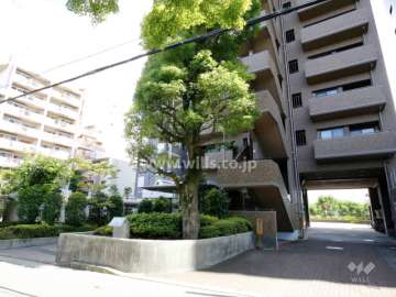 敷地北側にはシンボルツリーがあります。右側は駐車場の出入り口です。