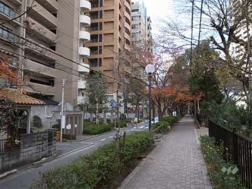 敷地北側の通り。街路樹がきれいで、歩道があります。