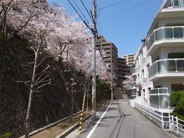 敷地南側の前面道路。桜のきれいな通りで、斜め向かい側には公園があります。