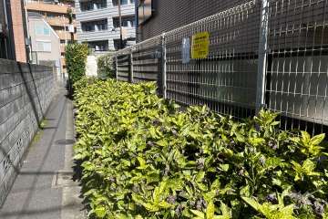 敷地内の各所に植栽スペースが設けられています。
