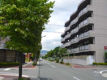 前面道路は街路樹のきれいな通りです