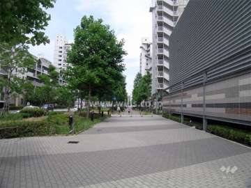 敷地の北側は街路樹のきれいな通り。歩道も広く取られています。