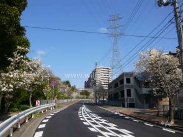 前面道路は街路樹がきれいです。
