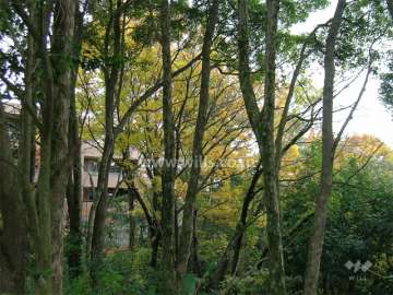 周囲は緑豊かで、鳥のさえずりも聞こえてきます。