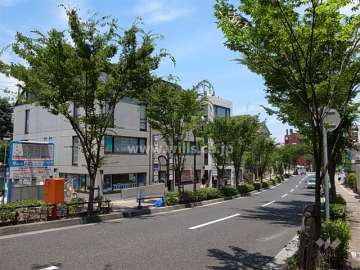 敷地南側の前面道路。街路樹がきれいな歩道付きの通りです。