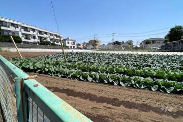敷地の南側に隣接する中杉農園