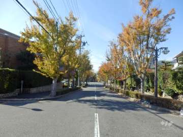 敷地北側の前面道路。街路樹のきれいな通りです。