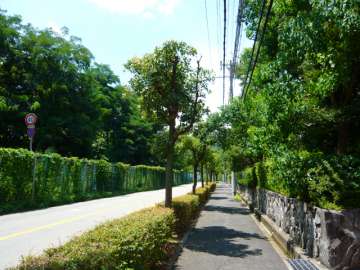 緑道を挟んで南側はバス通りです。