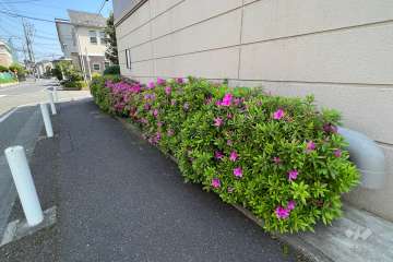 敷地の各所に植栽スペースが設けられています。