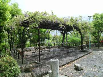 隣接する公園の藤棚