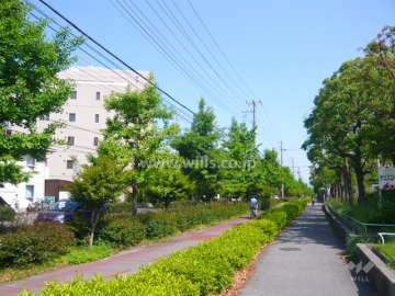 駅までの道は街路樹のきれいな通りです