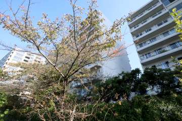 月島リバーハウスB棟の外観(西側から)