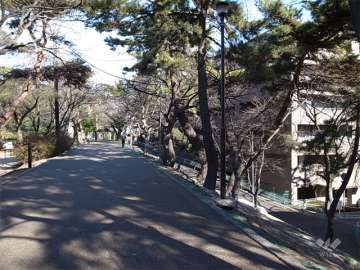 敷地の西側は夙川オアシスロードに面しています。