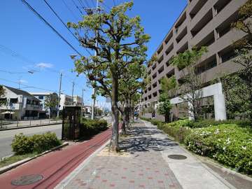 敷地の西側前面道路。歩道が整備されています。
